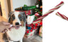 Bocce's Bakery Candy Cane Dental Stick